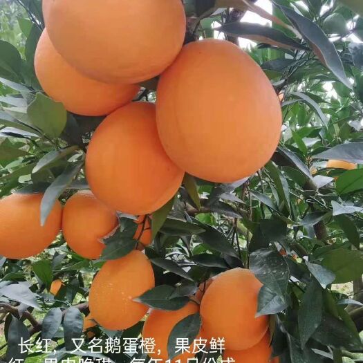 秭归县奉节脐橙 市场果 