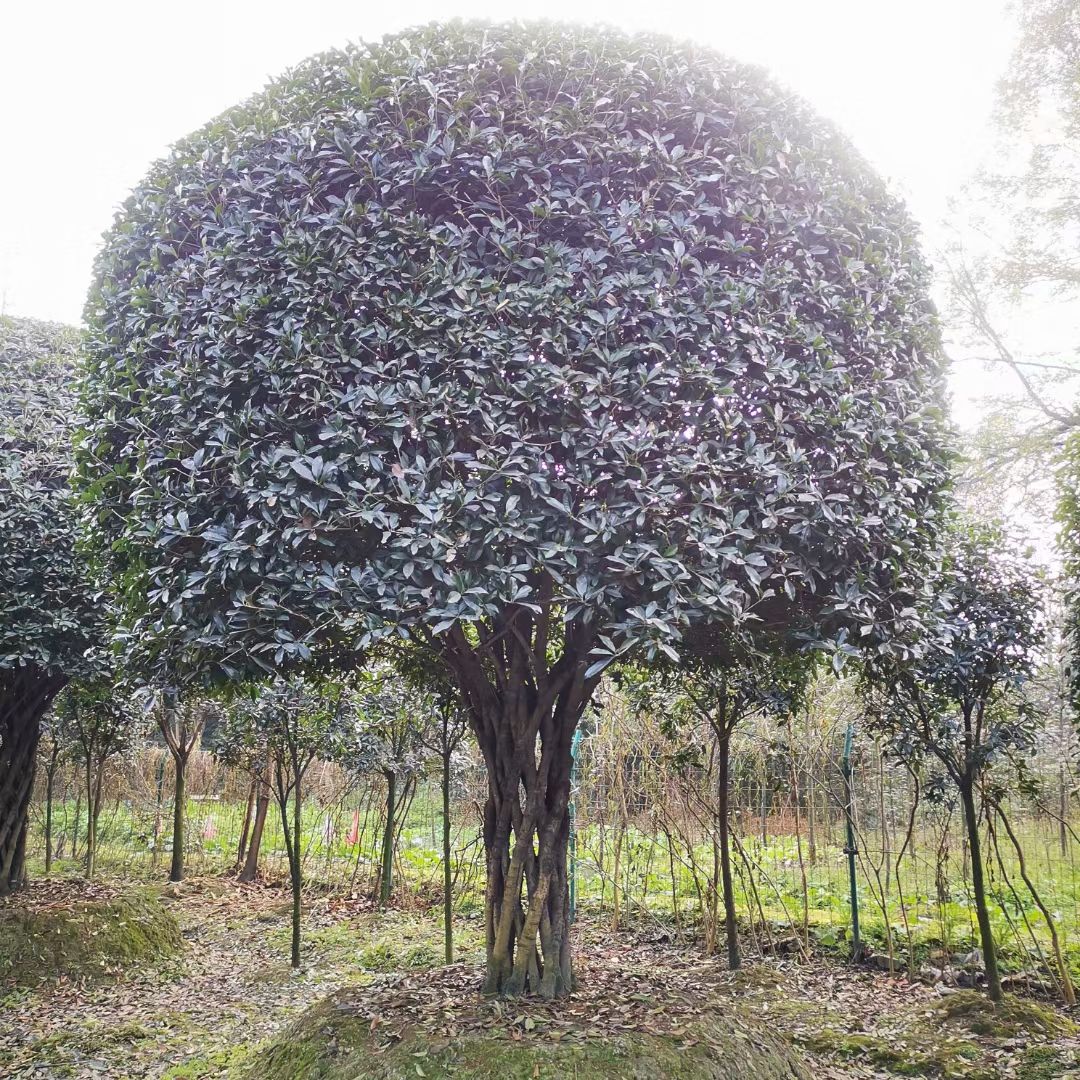 桂花树 精品编制桂花，有量