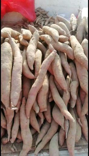 秦薯五号 3两~6两 红皮