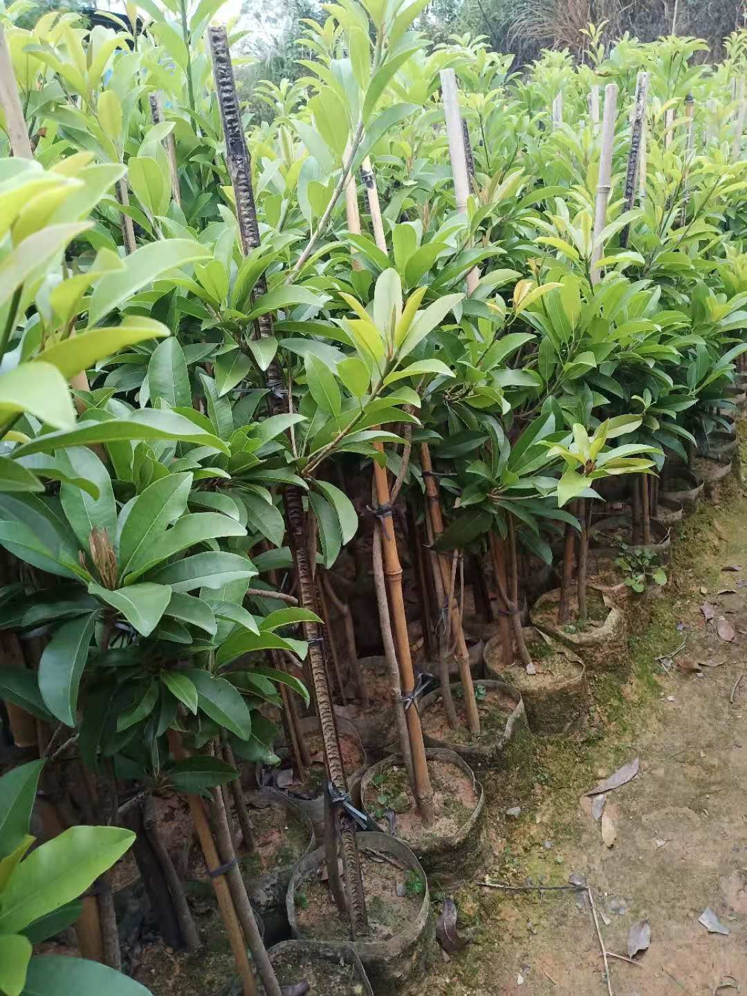 人心果树苗  人心果，营养价格高，易管理