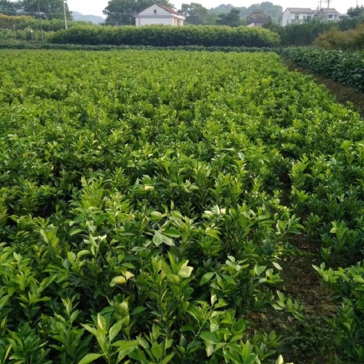 桃源县纽荷尔脐橙苗