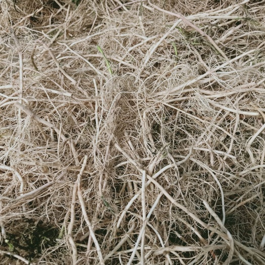 武汉白前，水洗统货，根苗，籽苗，种子，全草，切片