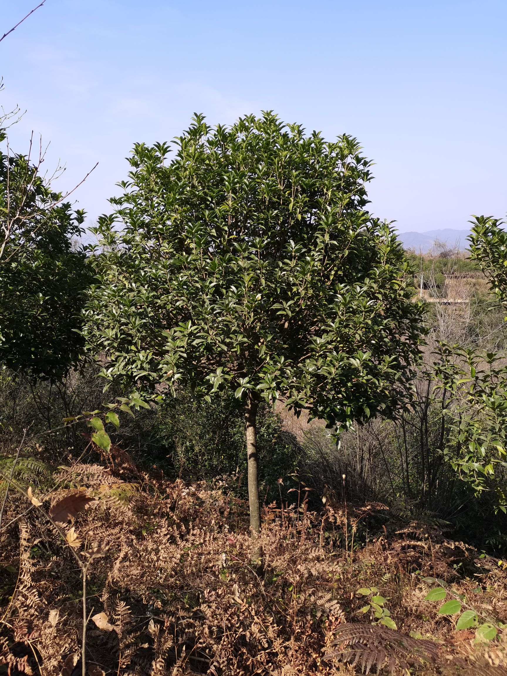 桂花树  8公分桂花