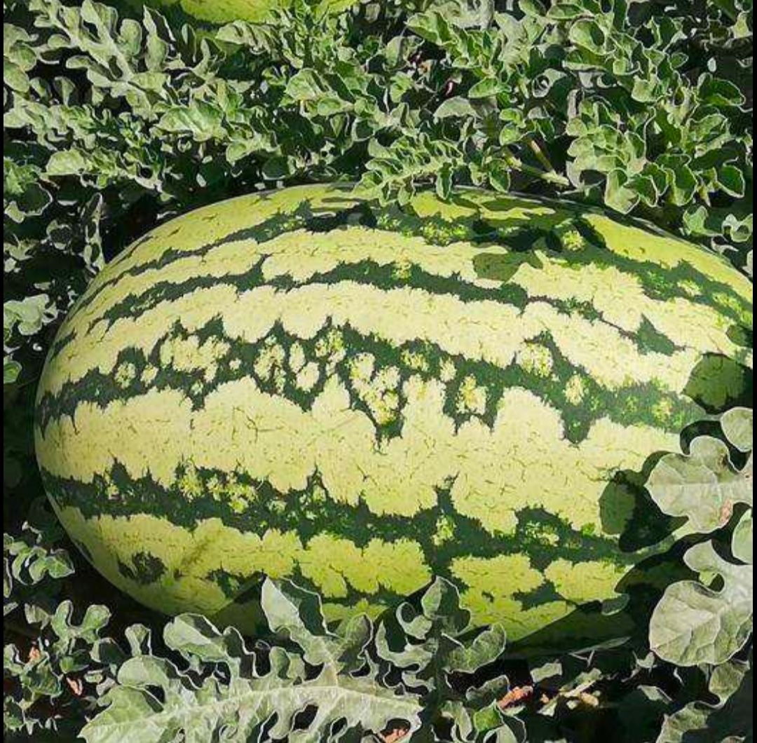 西农8号西瓜种子 西农八号