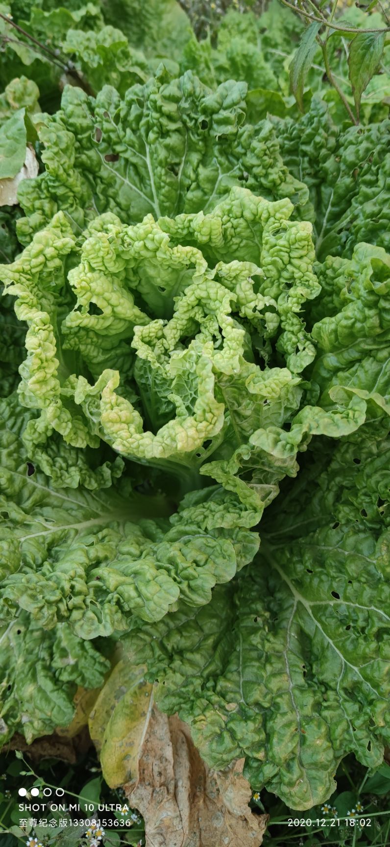 六0白菜大萝卜水萝卜自家种无农药无施肥马上可摘