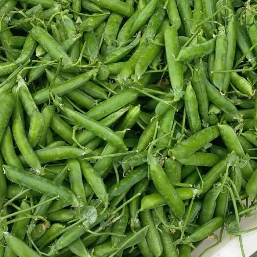 昆明青豌豆  禄劝农副产品为你供货