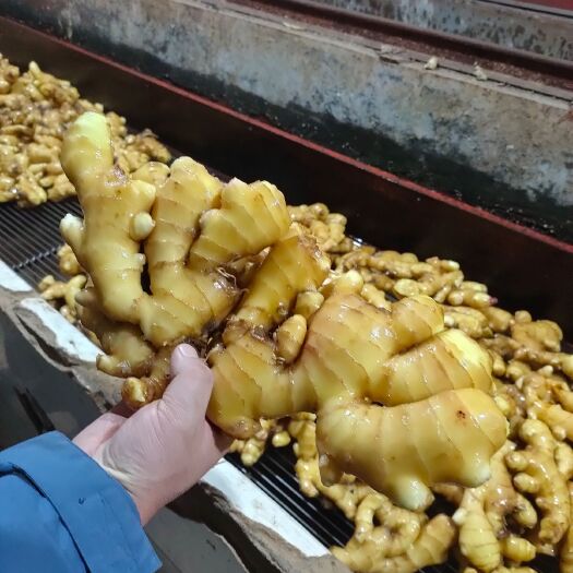 沂水县大黄姜  山东生姜，水洗姜，小黄姜，面姜大量现货供应