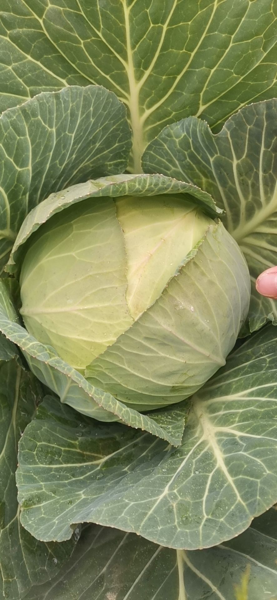 平包菜  奥奇拉