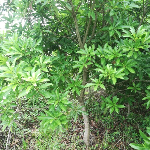 靖州县杨梅树 台梅树早结果，果头大，乌黑发亮口感好。