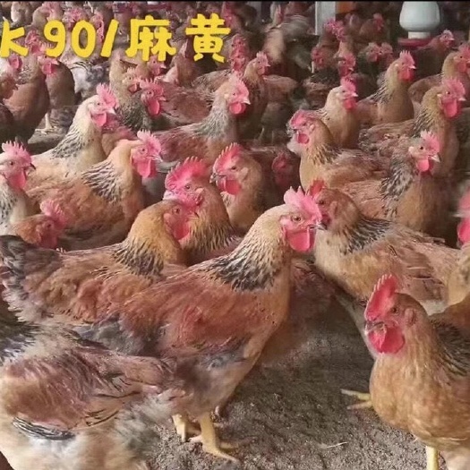 广州K9鸡苗  正宗麻黄鸡苗，质量保证，价格优惠，量大从优
