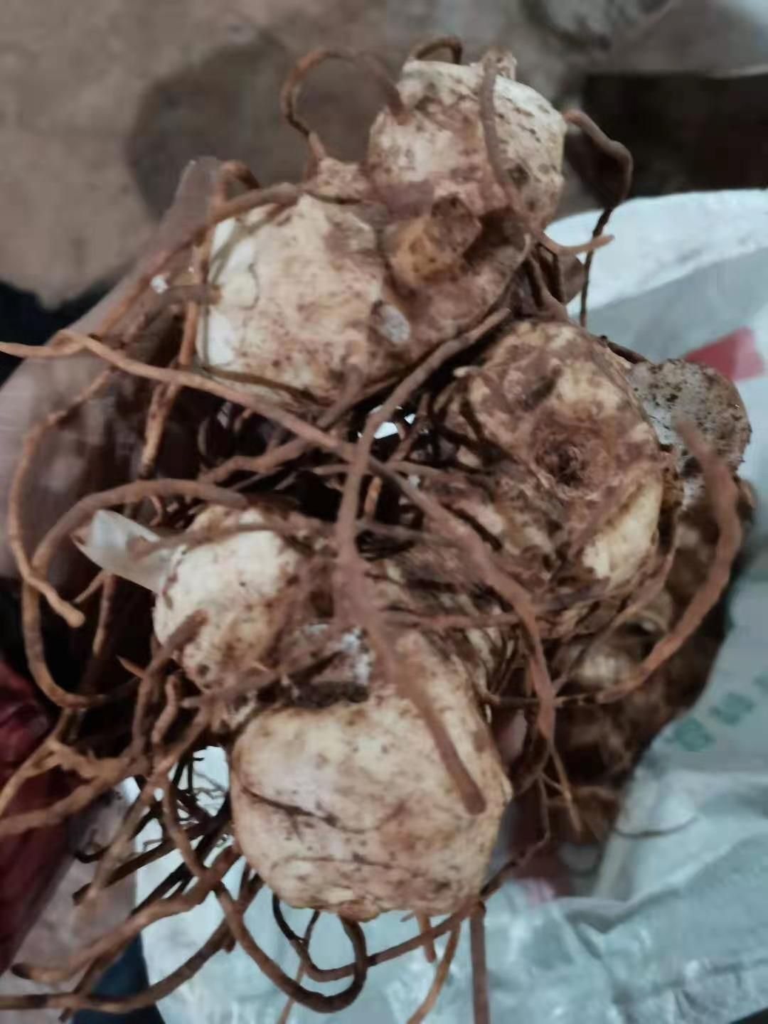 黄精种苗  姜形黄精 基地直供  高杆尖叶 可包回收