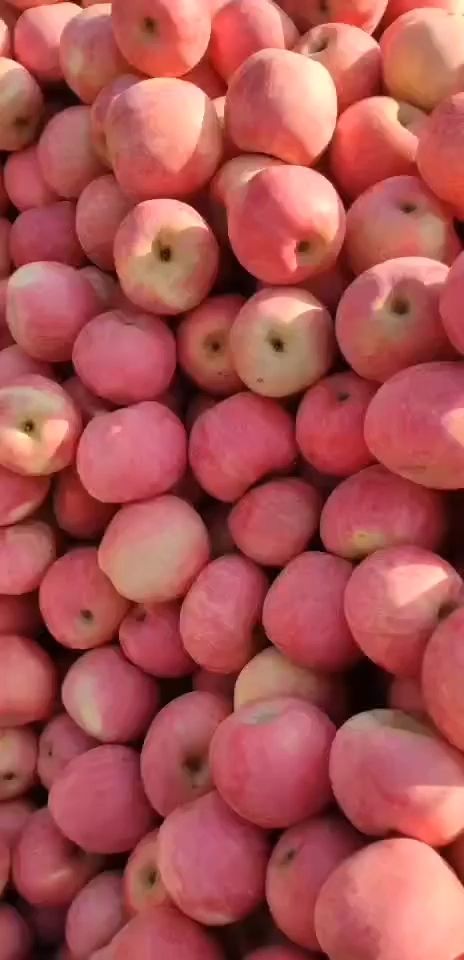 山东红将军苹果产地批发直销口感甜脆价格便宜