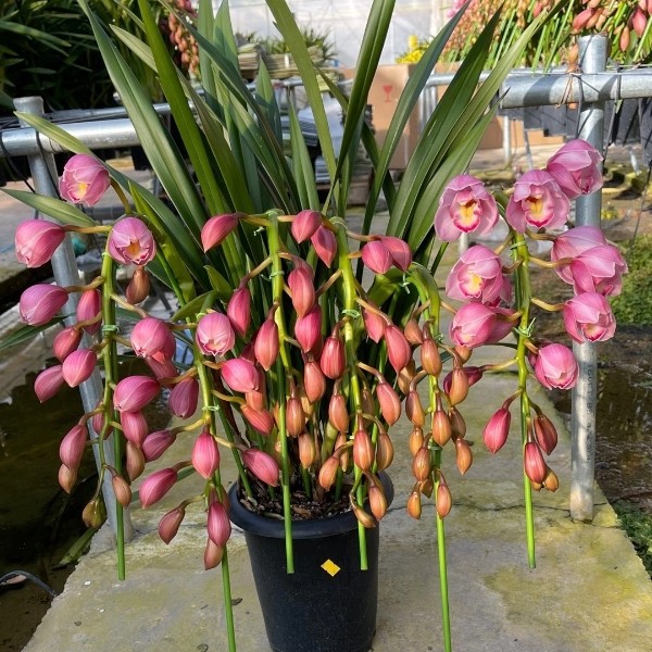 大花惠兰带花苞原盆发货兰花客厅室内观花植物