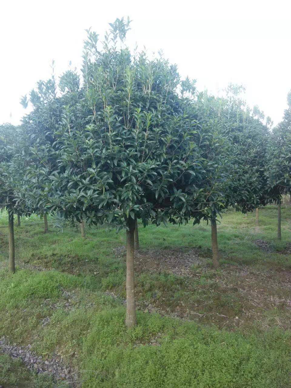桂花树  8公分桂花