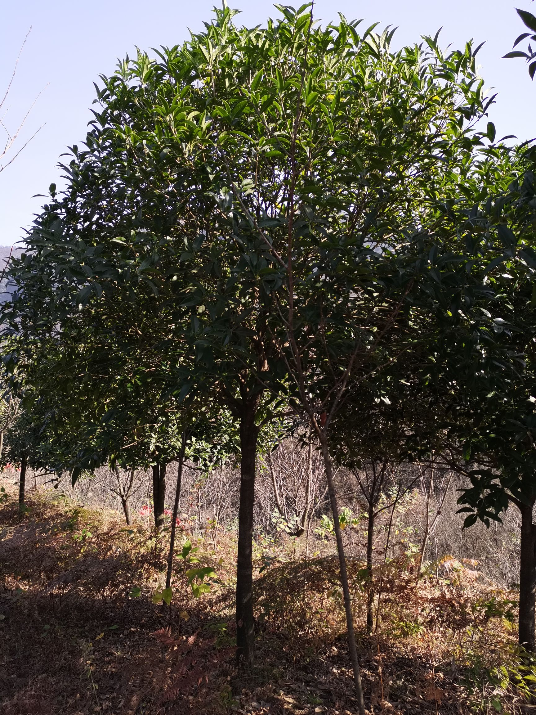 桂花树  8公分桂花
