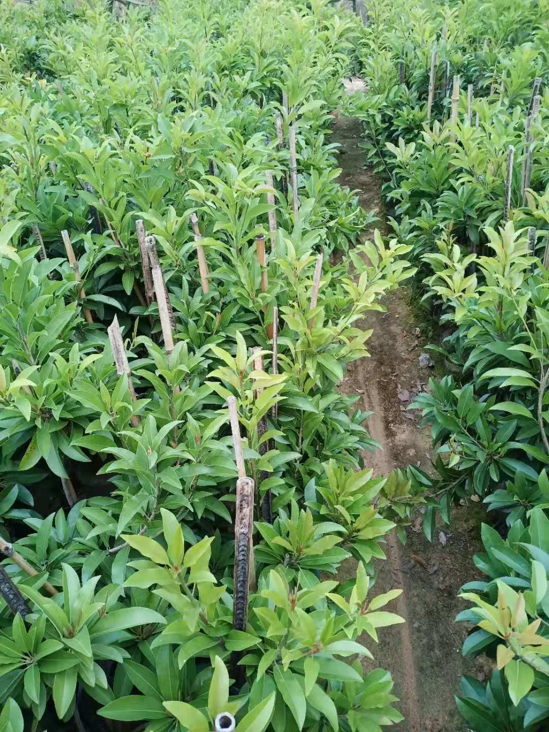 人心果树苗  人心果，营养价格高，易管理