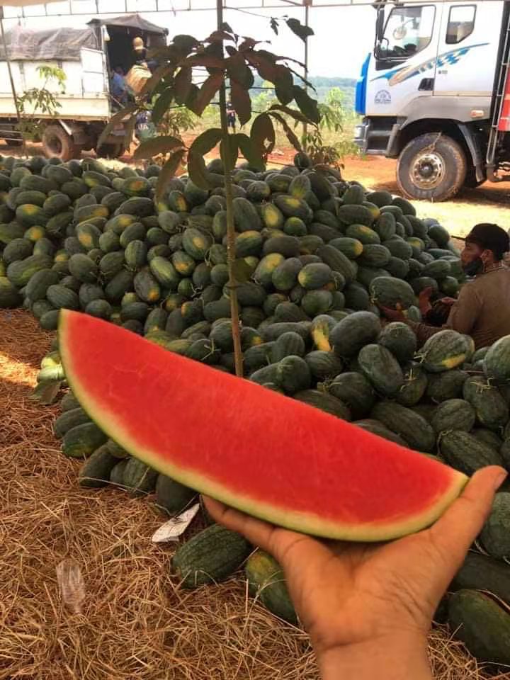 黑美人西瓜口感很好