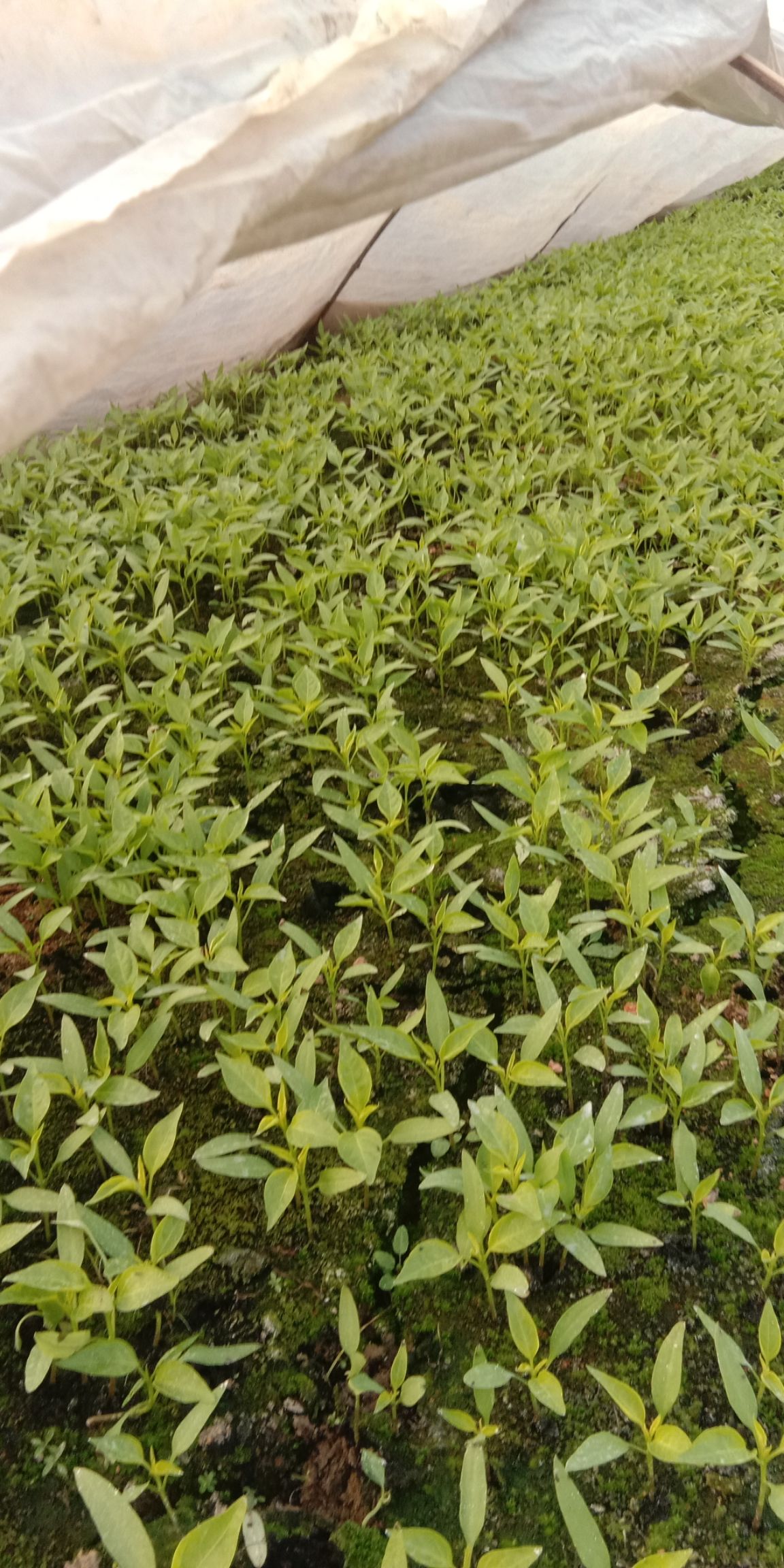 牛角椒苗 8～10片真叶