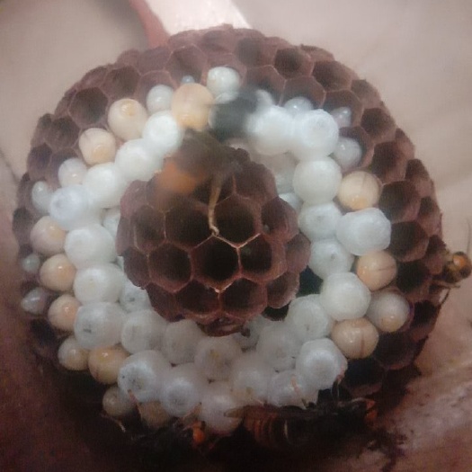 犍为县胡蜂  红娘，黄脚，七里标准蜂群价格合理质量保证