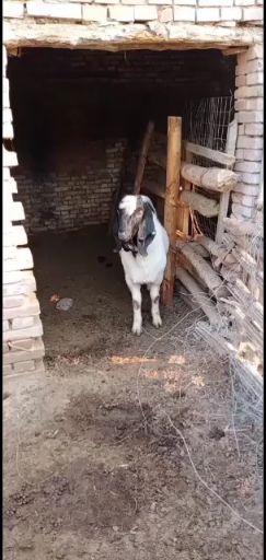 杜寒杂交羊 50-80斤 