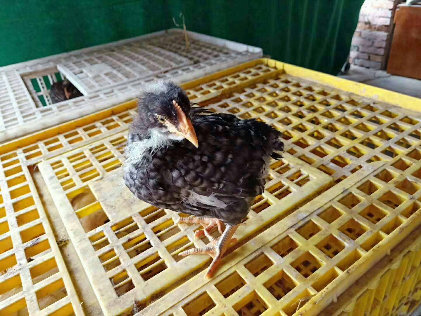 芦花鸡苗 黑羽芦花鸡 出壳苗接种抗体 提供饲养管理技术