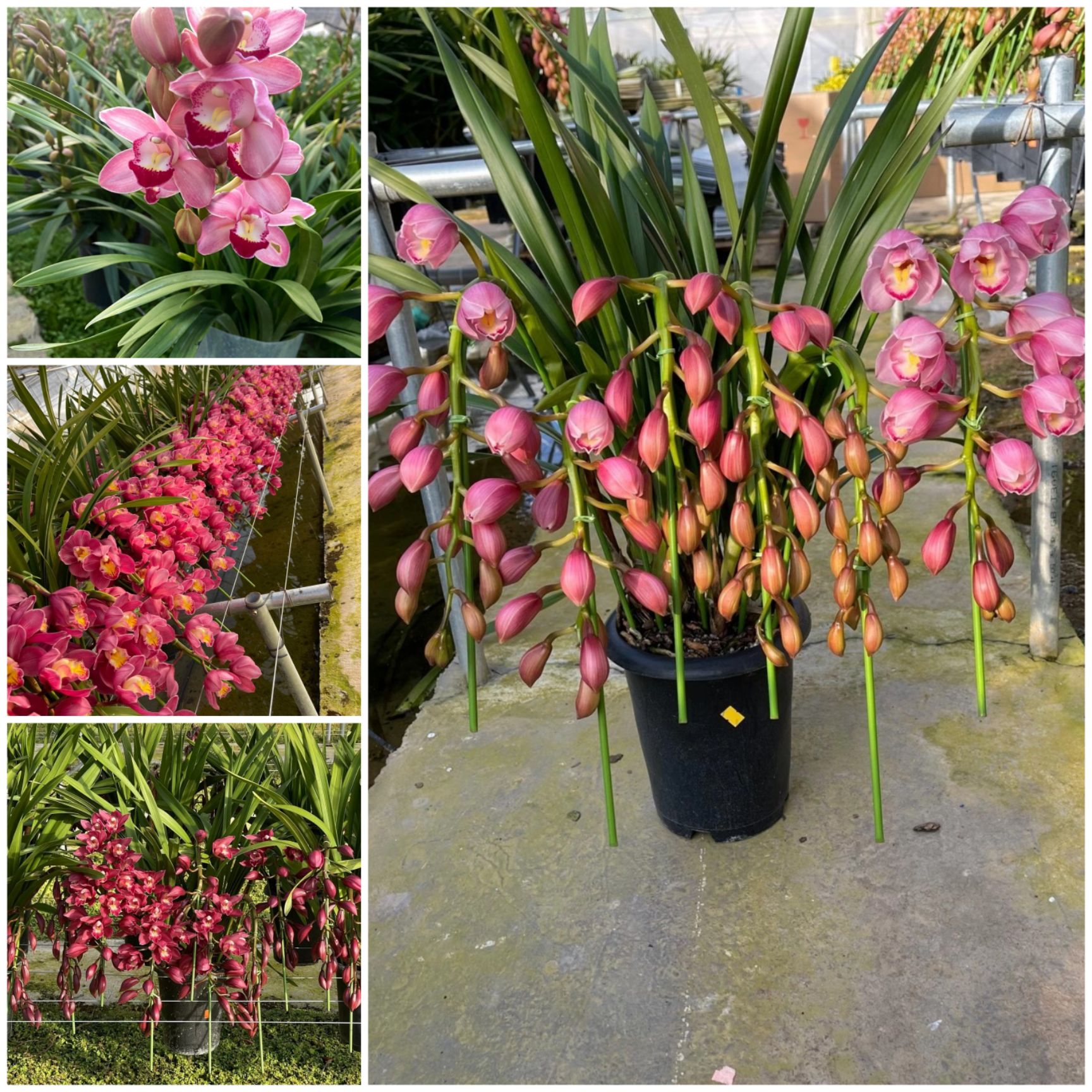 大花惠兰带花苞原盆发货兰花客厅室内观花植物