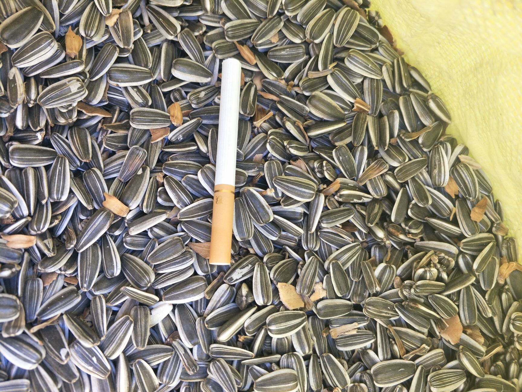葵瓜子  自己家种的3135葵花，个大，仔饱满