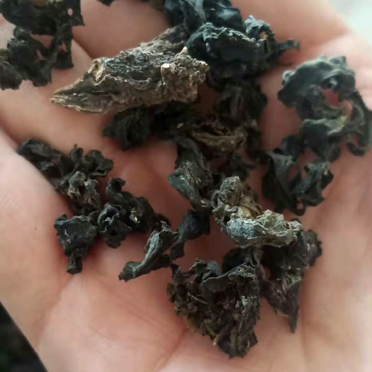 同心县 手捡地皮菜。