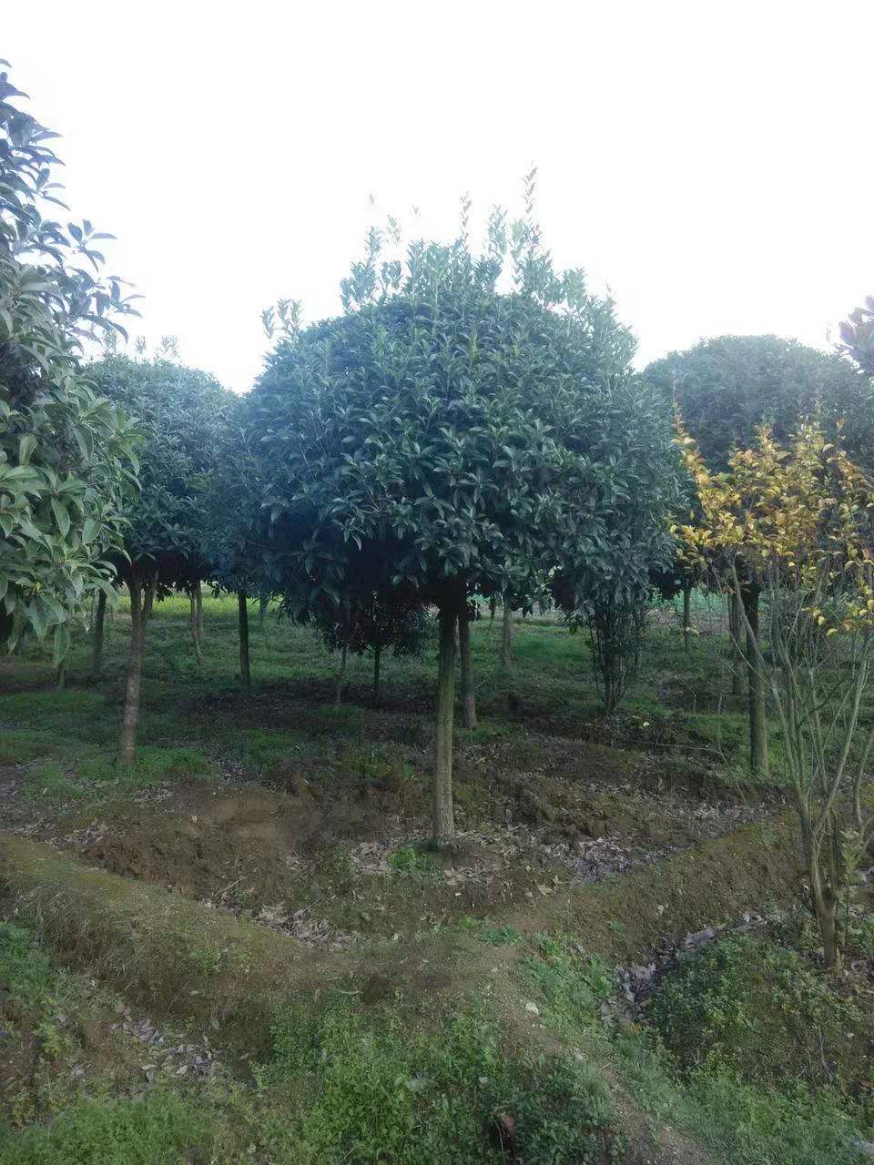桂花树  8公分桂花