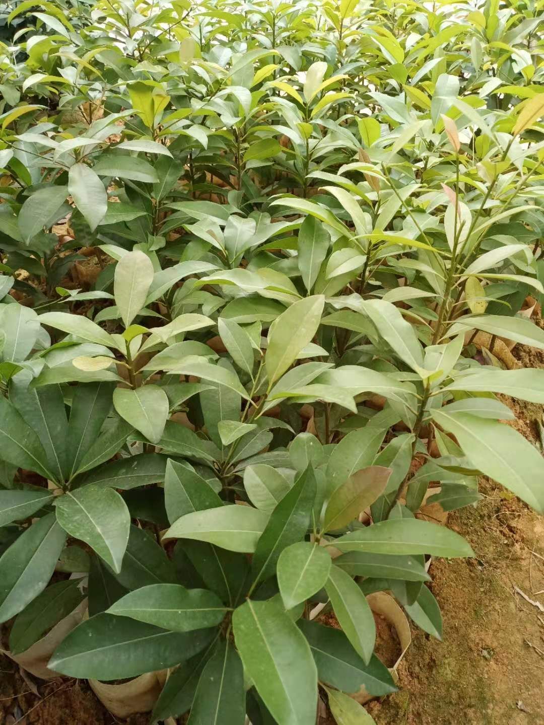 人心果树苗  人心果，营养价格高，易管理