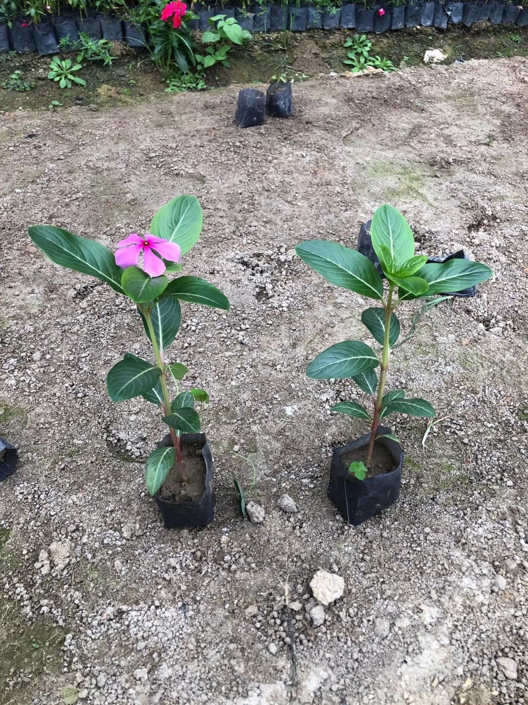 长春花用于庭院，公园，开花很好看，20高