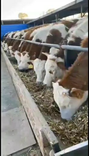 西门塔尔牛  欢迎前来选购大小西门塔尔肉牛生长快