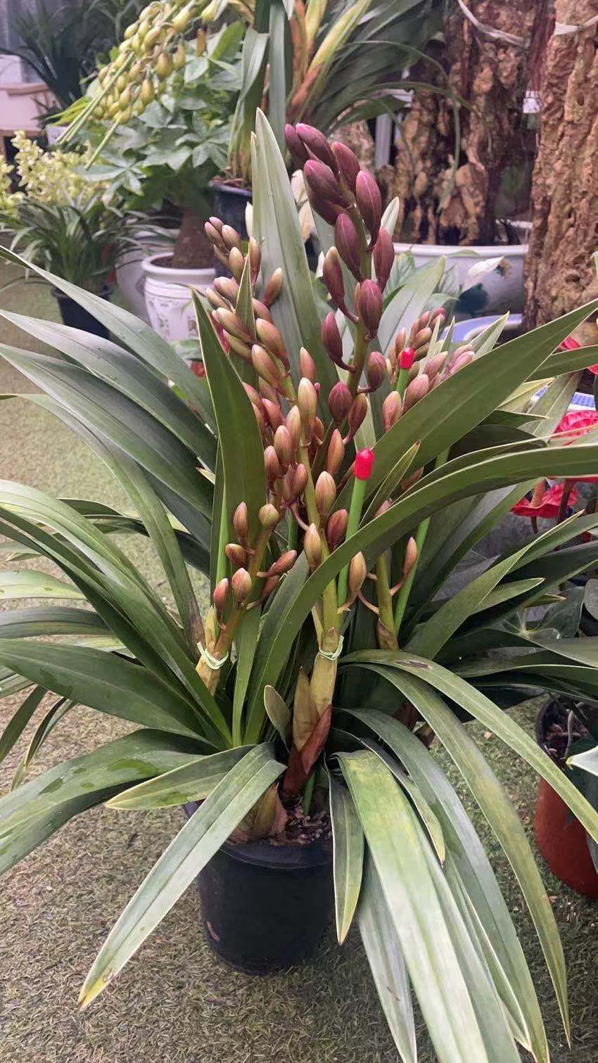 大花惠兰带花苞原盆发货兰花客厅室内观花植物