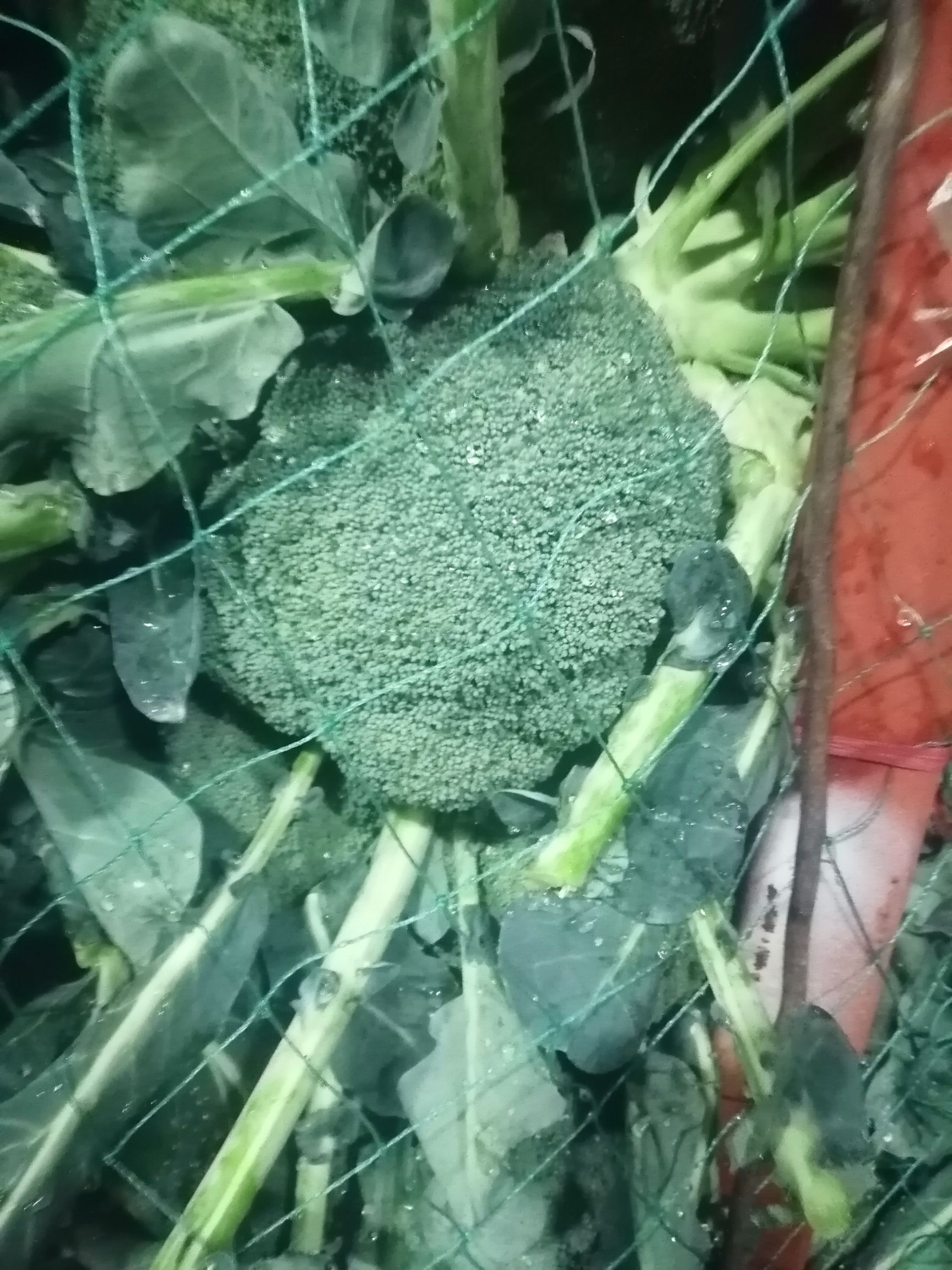 耐寒优秀西兰花  精品西兰花！球型鲜绿！个头匀称！精品包装！