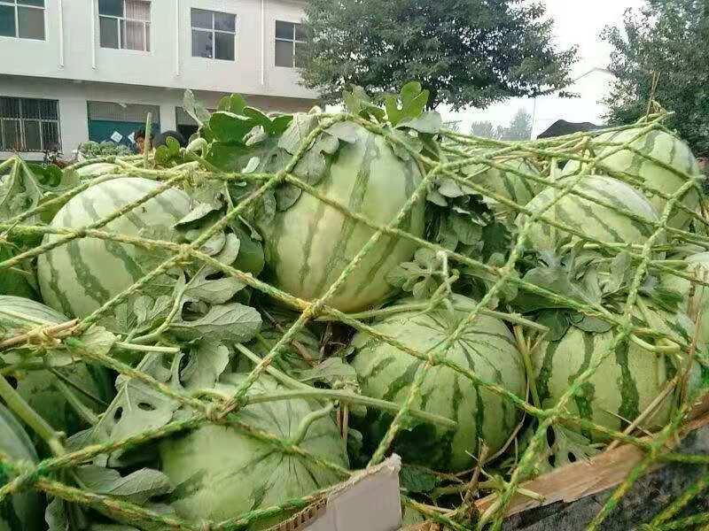 西农8号西瓜种子  大红瓢，易坐果，果型大，糖度，高回感