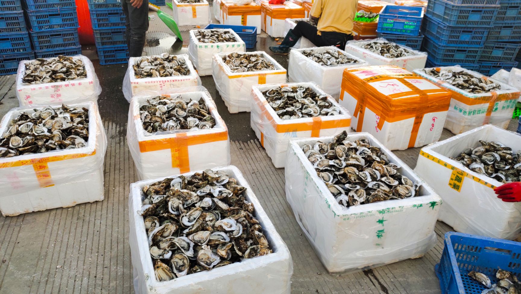 牡蛎 北部湾肥美爽脆生蚝