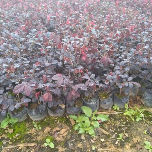 南安市双面红 红花继木庭院绿化苗木红花檵木树苗篱笆苗花木