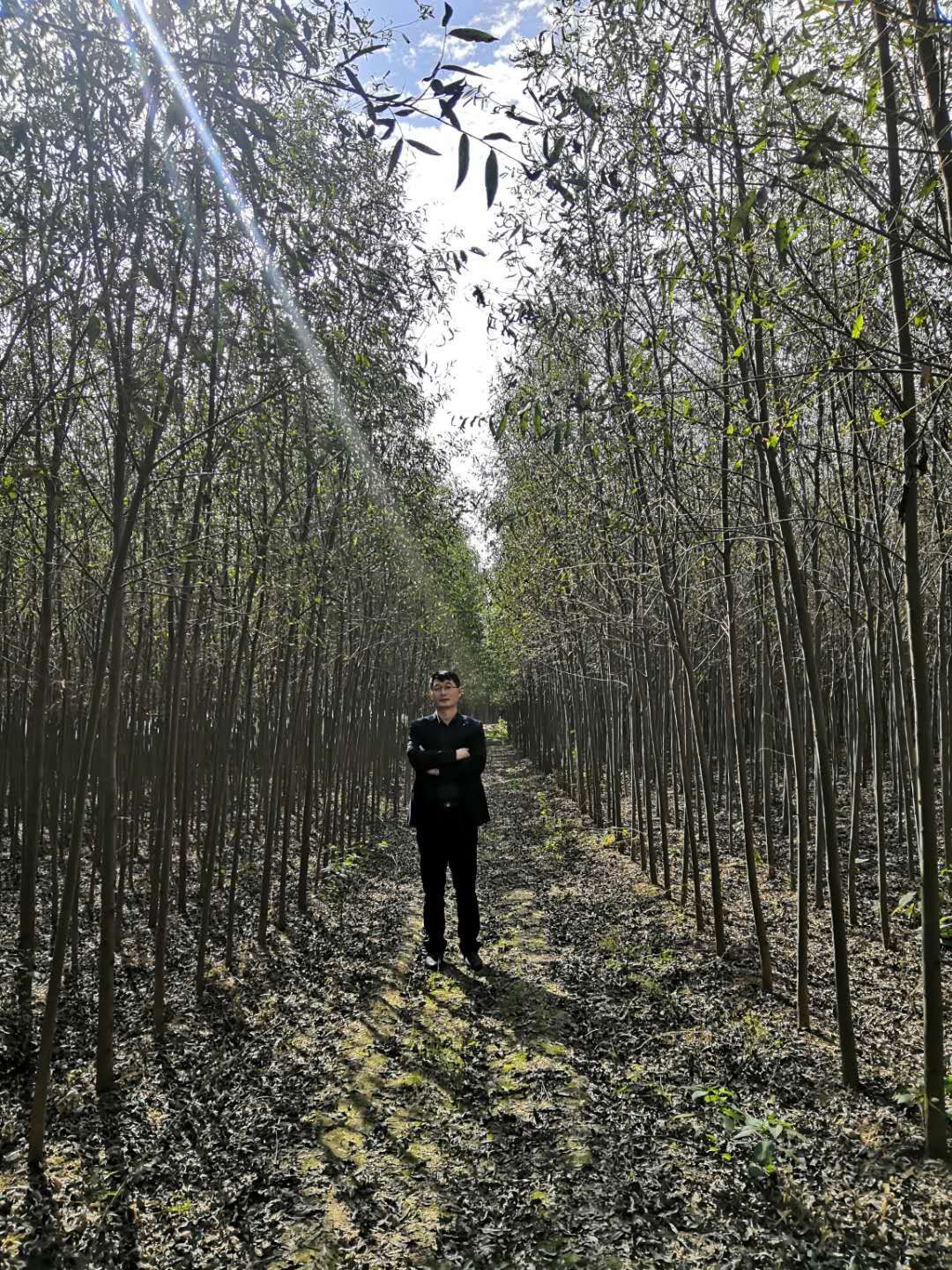 竹柳，3~4公分一级青皮竹柳苗，不忽悠，诚信经营，有5万株
