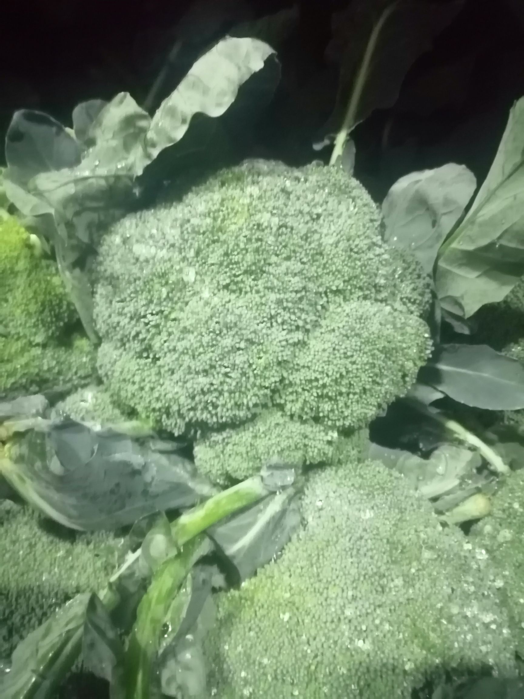 耐寒优秀西兰花  精品西兰花！球型鲜绿！个头匀称！精品包装！