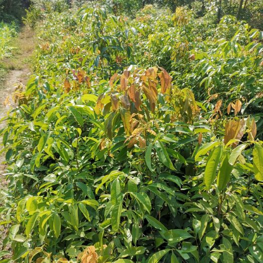 陆川县荔枝苗 大量供荔枝实生木苗占地苗，50公分～~1.5米高