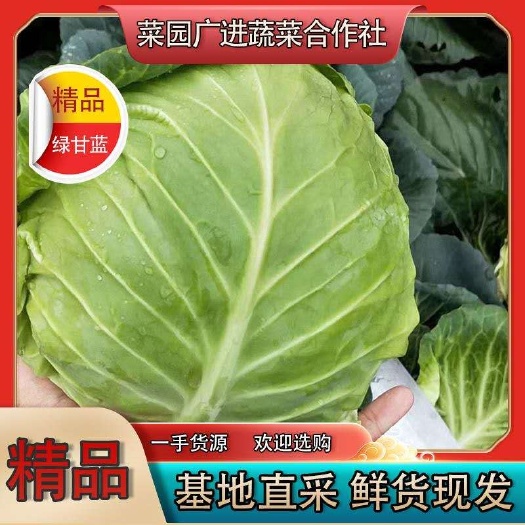 嘉鱼县绿包菜  圆包菜，旺旺甘蓝，量大质优。