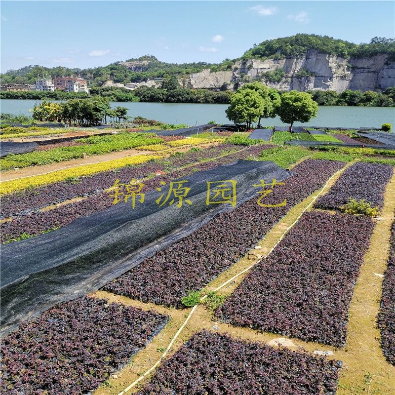 红叶朱蕉 朱蕉苗 红竹苗 亮叶红铁树 朱焦工程绿化苗