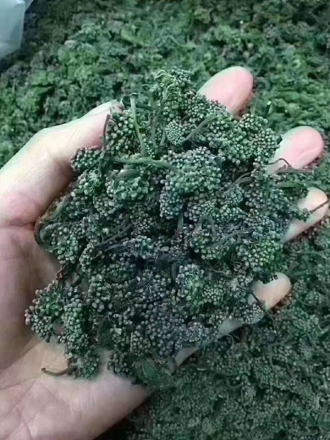 长白山人参花