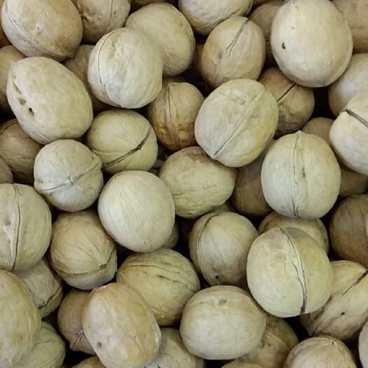 西安新货新疆阿克苏 薄皮核桃185纸皮核桃  大果通货核桃