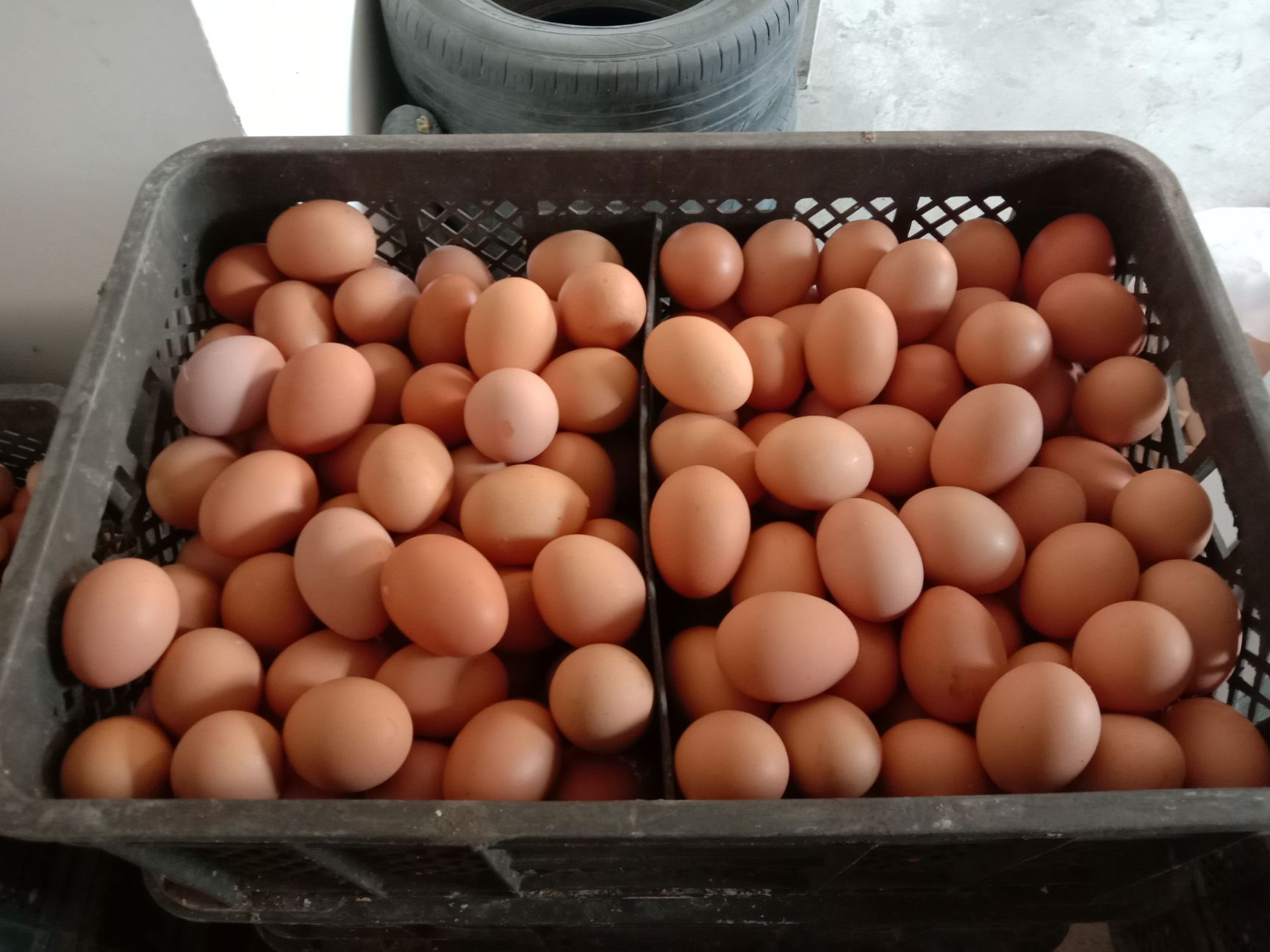  常年批发红皮鸡蛋