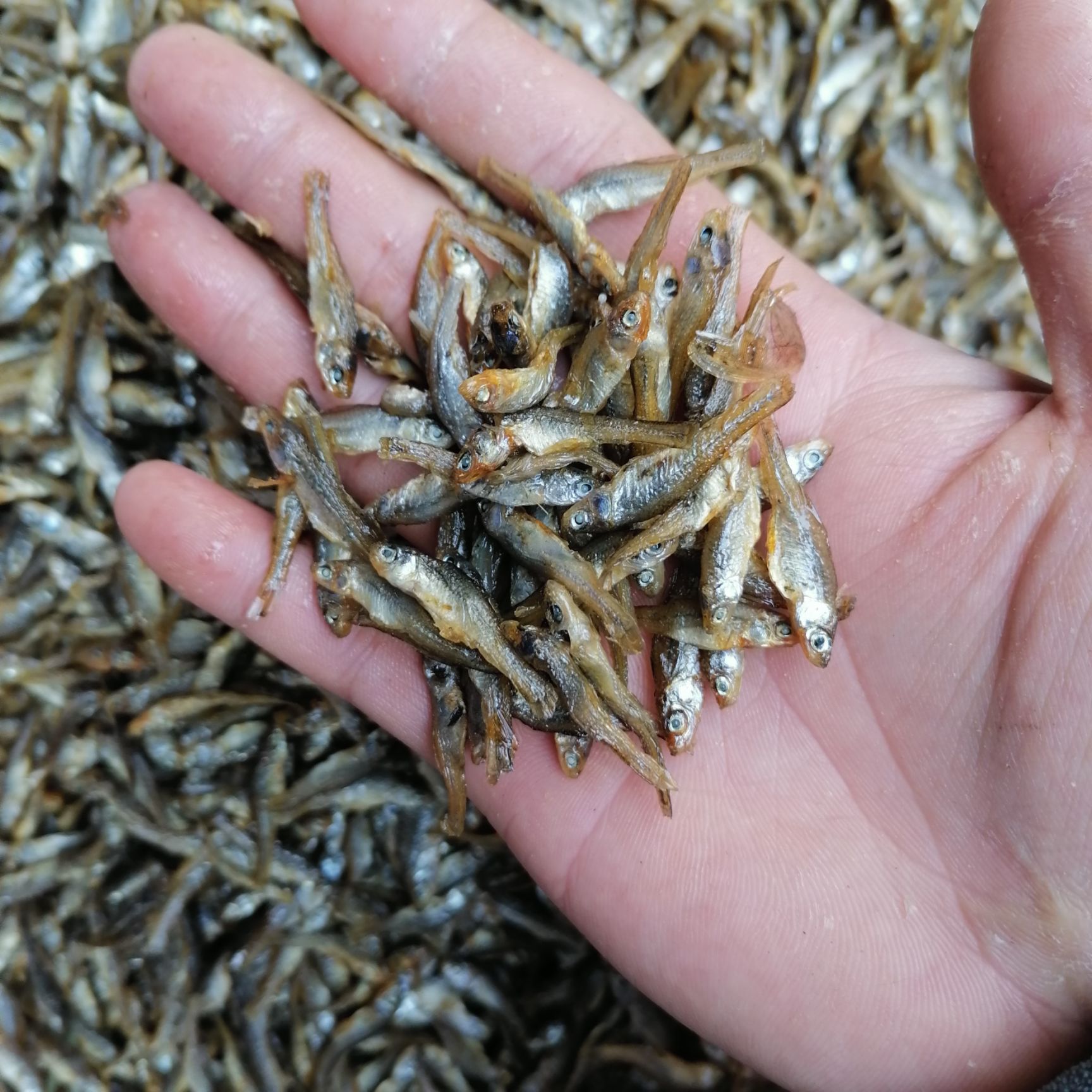 麦穗鱼干  油炸小鱼 小鱼干 油炸新鲜鱼 火焙鱼麦穗鱼