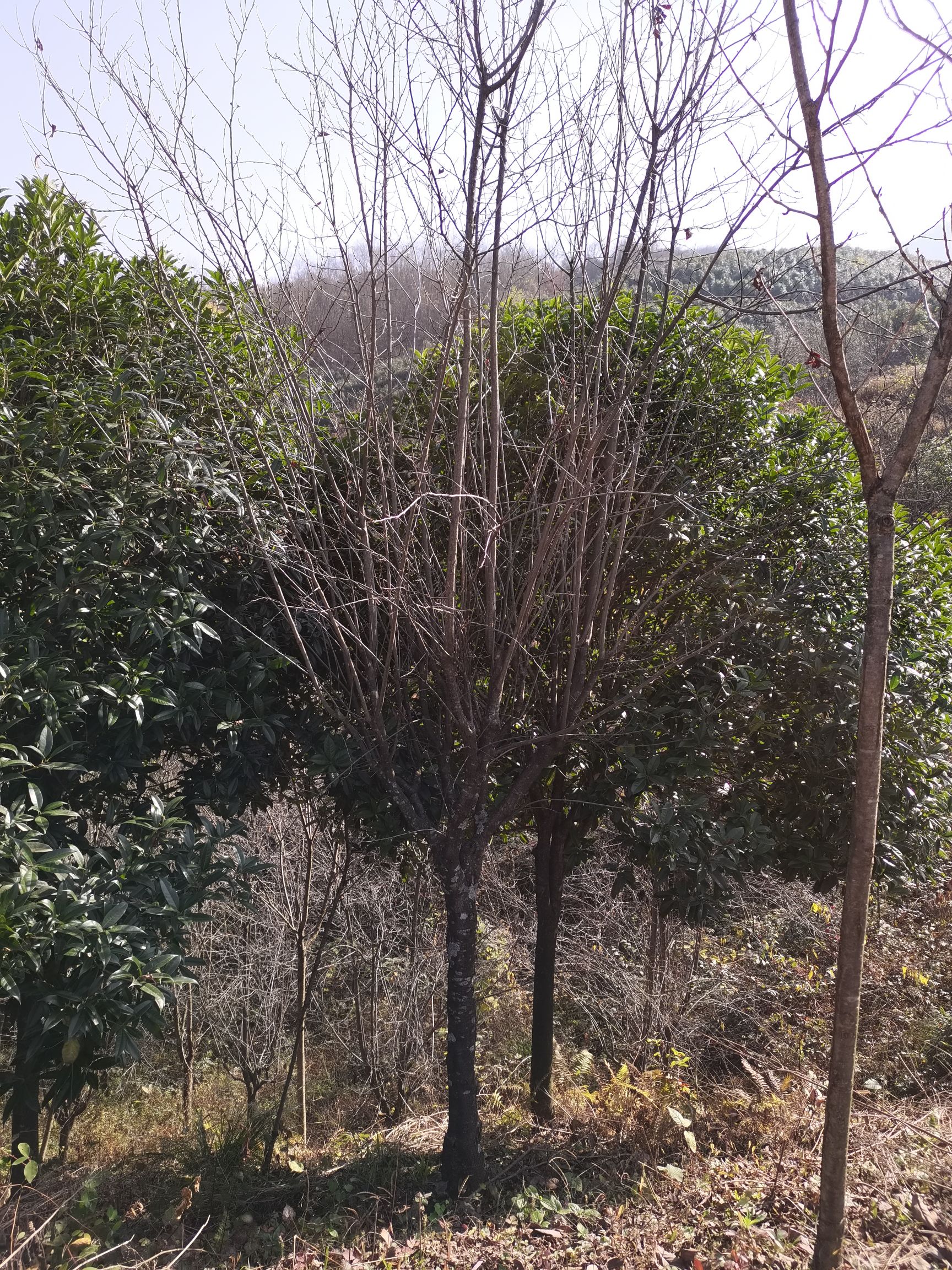 桂花树  8公分桂花