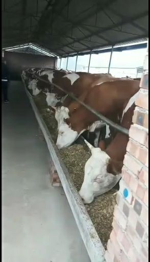西门塔尔牛  欢迎前来选购大小西门塔尔肉牛生长快