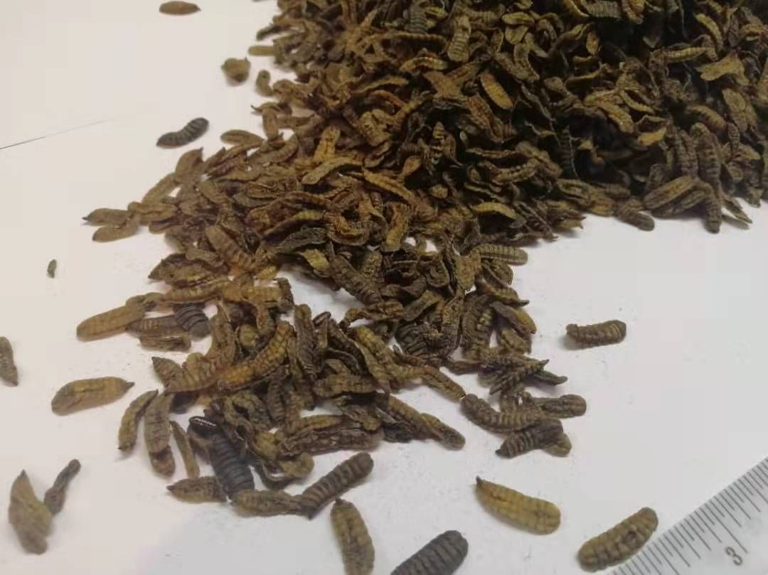 黑水虻低温烘干虫干，主要用途是作为鱼虾鸡鸭鹅猪牛蛙龟等的饲料