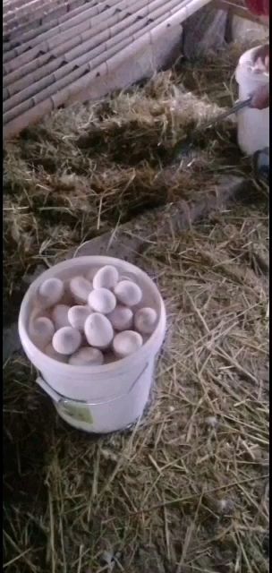获嘉县种鹅蛋 孵化 箱装 
